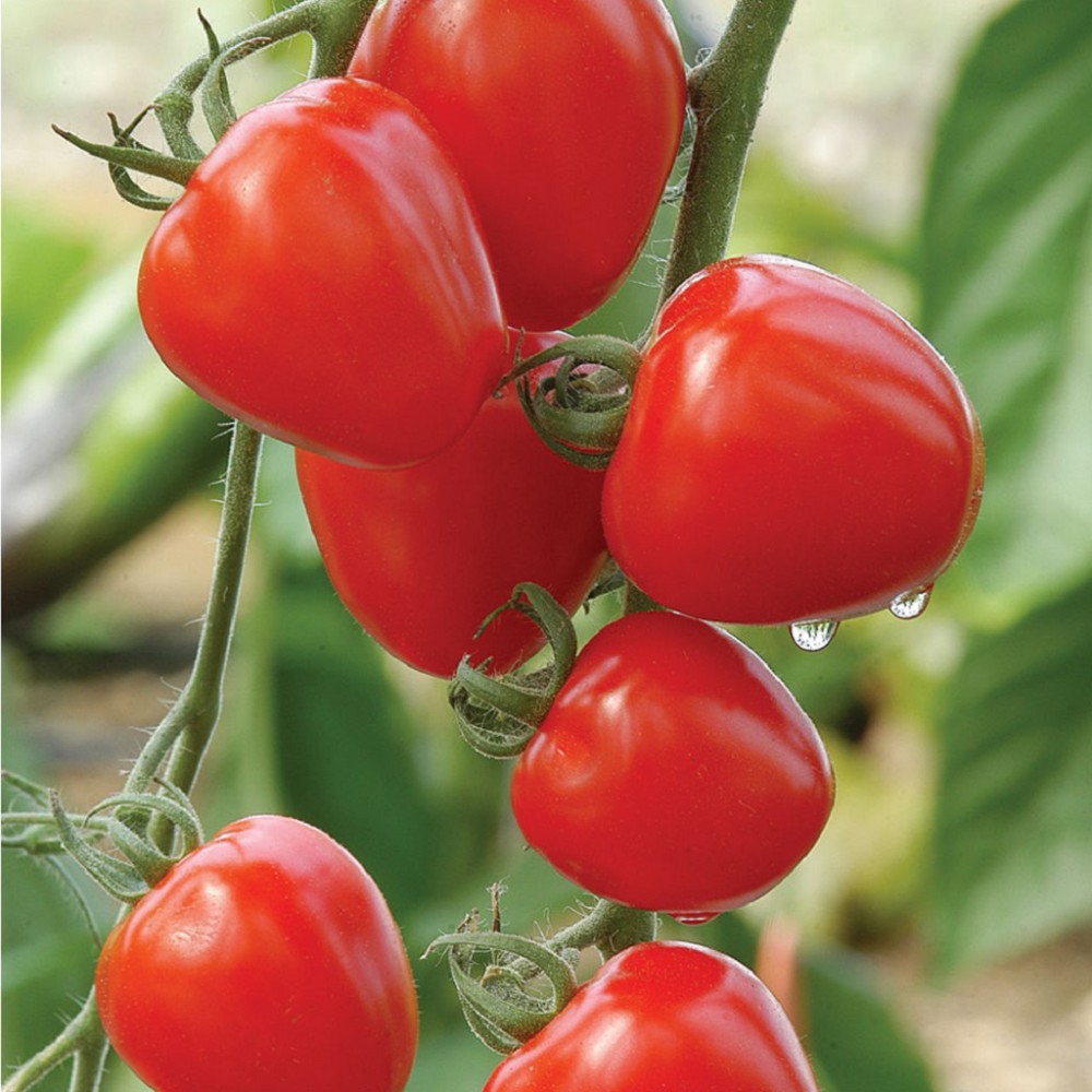 بذر گوجهفرنگی توتفرنگی F1 بذر گوجهفرنگی توتفرنگی F1