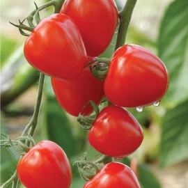 بذر گوجهفرنگی توتفرنگی F1 بذر گوجهفرنگی توتفرنگی F1