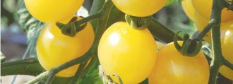 بذر گوجه فرنگی گیلاسی زرد ارگانیک