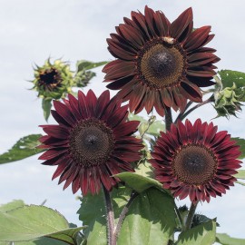 بذر گل آفتاب گردان مولن روژ F1