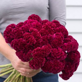 بذر گل تاج خروس کرامر کبود