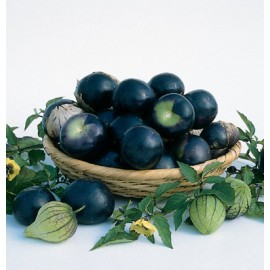 بذر فیسالیس بنفش