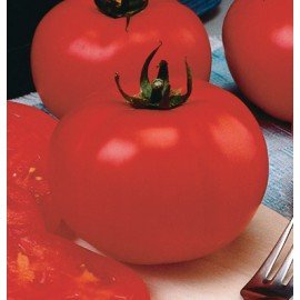 بذر گوجه فرنگی بیف بزرگ F1 بذر گوجه فرنگی بیف بزرگ F1