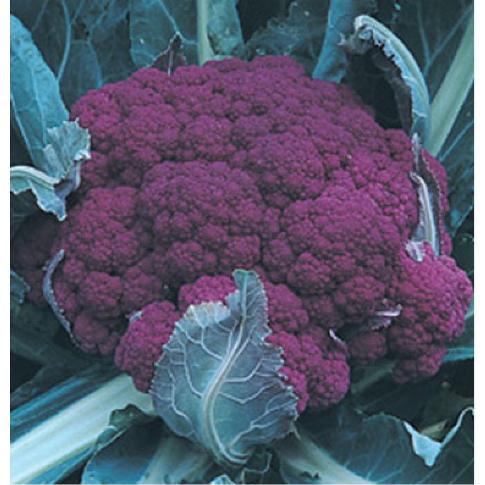 بذر گل کلم گرافیتی F1 بذر گل کلم گرافیتی F1