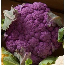 بذر گل کلم گرافیتی F1 بذر گل کلم گرافیتی F1