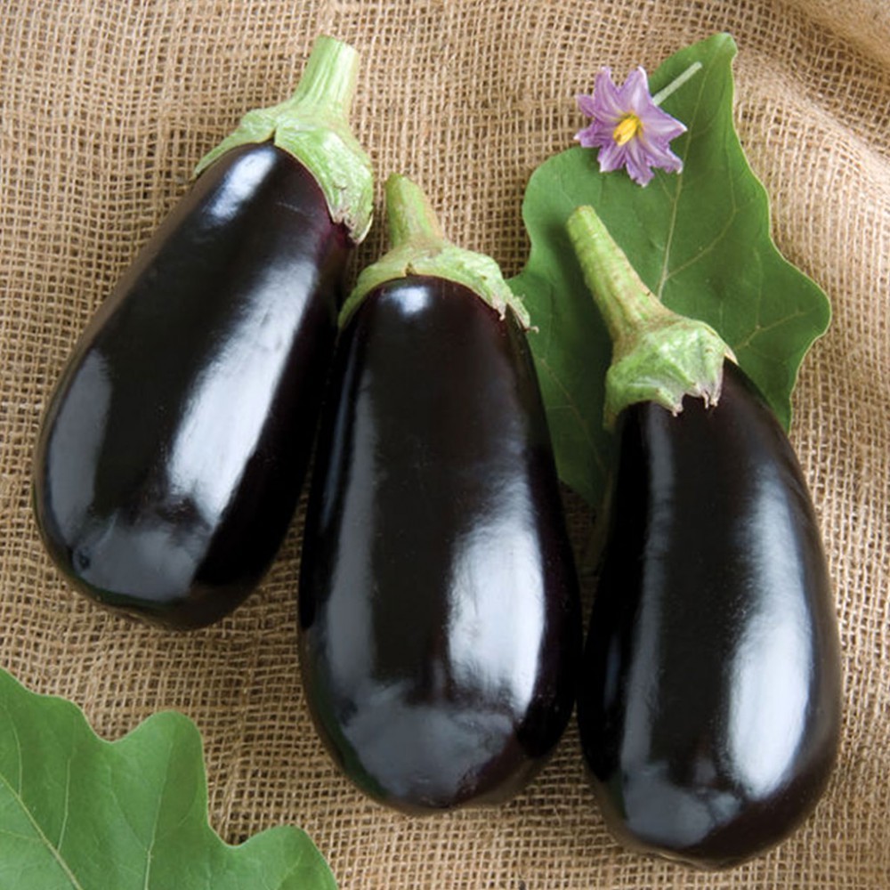 Цветные баклажаны. Баклажан Галчонок f1. Eggplant сорт баклажан. Баклажан Каратая f1.