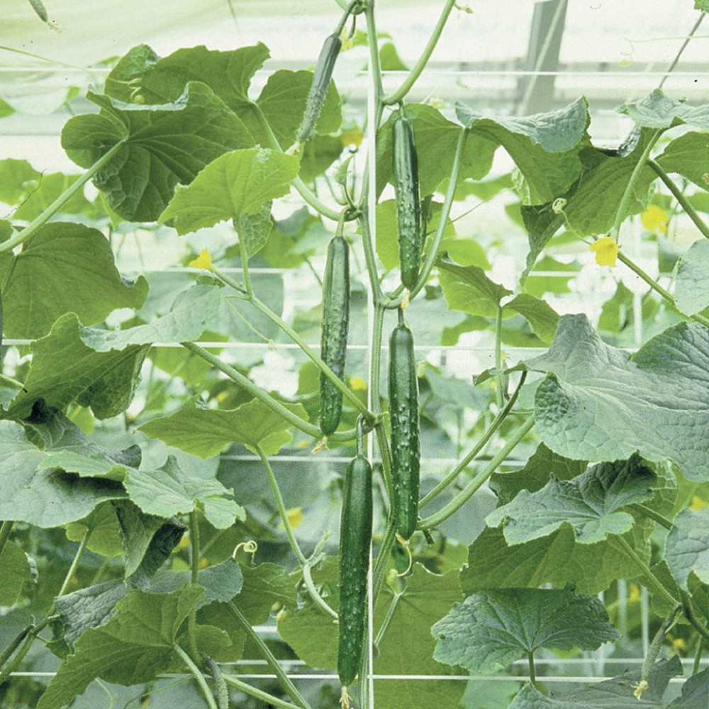 بذر خیار خوش مزه F1 بذر خیار خوش مزه F1