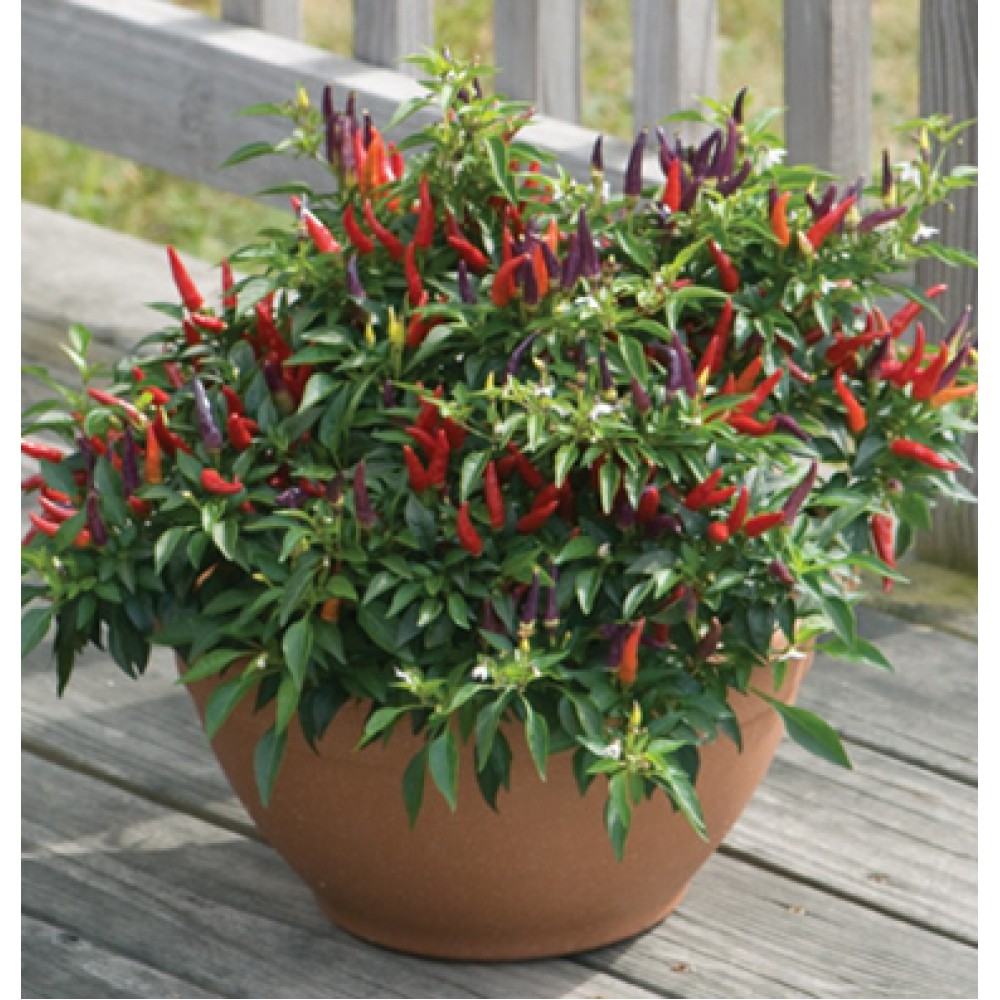 بذر فلفل سان گری ارگانیک بذر فلفل سان گری ارگانیک