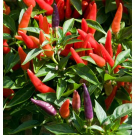 بذر فلفل سان گری ارگانیک بذر فلفل سان گری ارگانیک