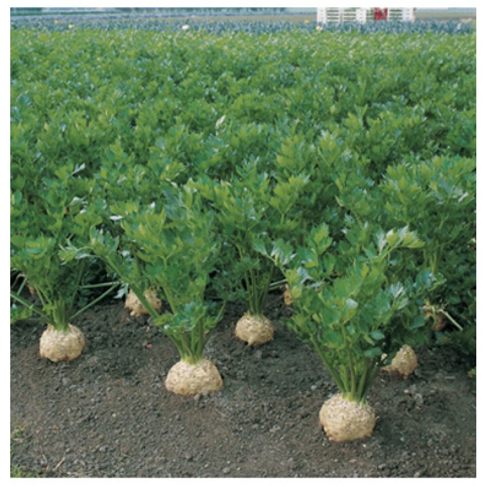 بذر سلریاک الماس ارگانیک