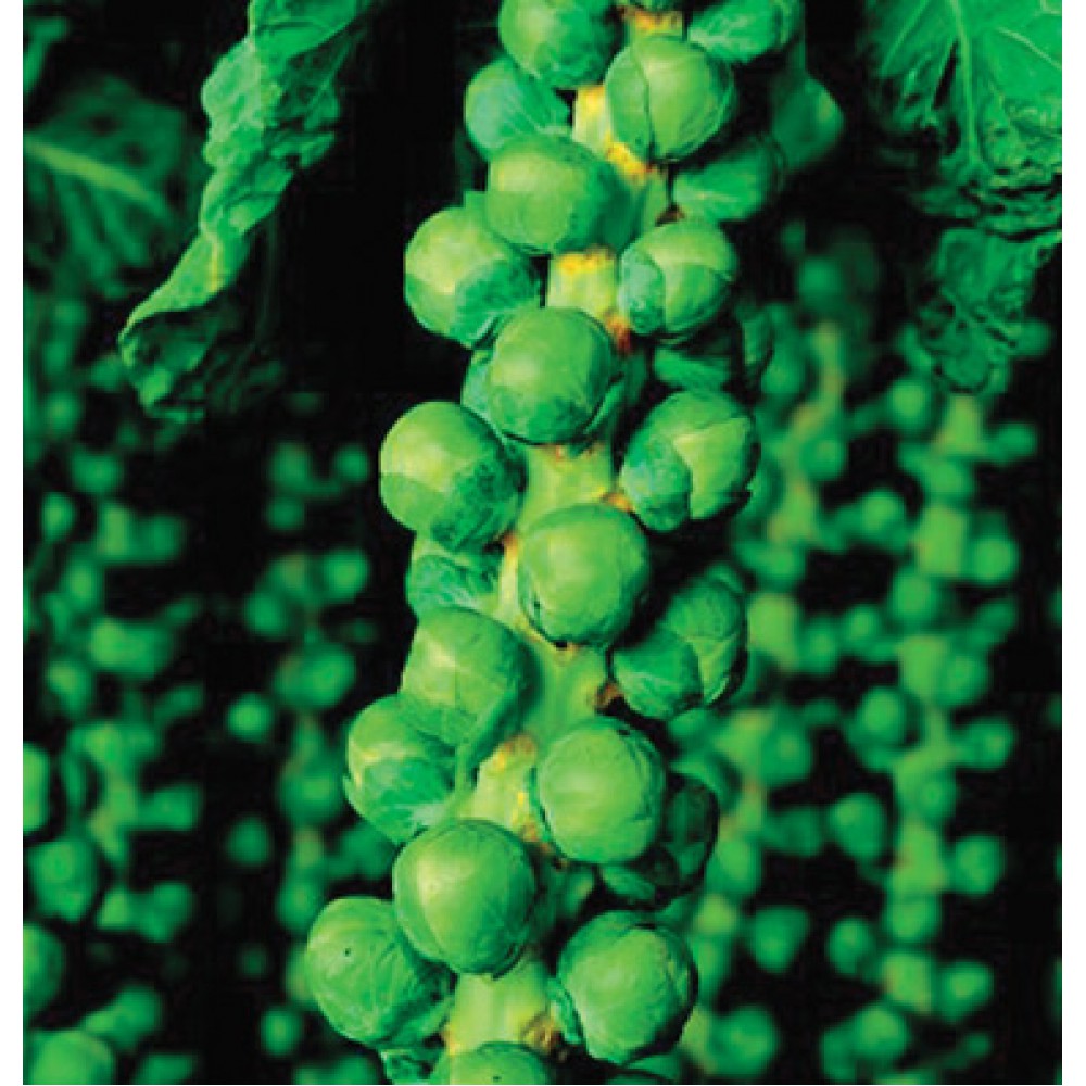 بذر کلم بروکسل دیابلو F1