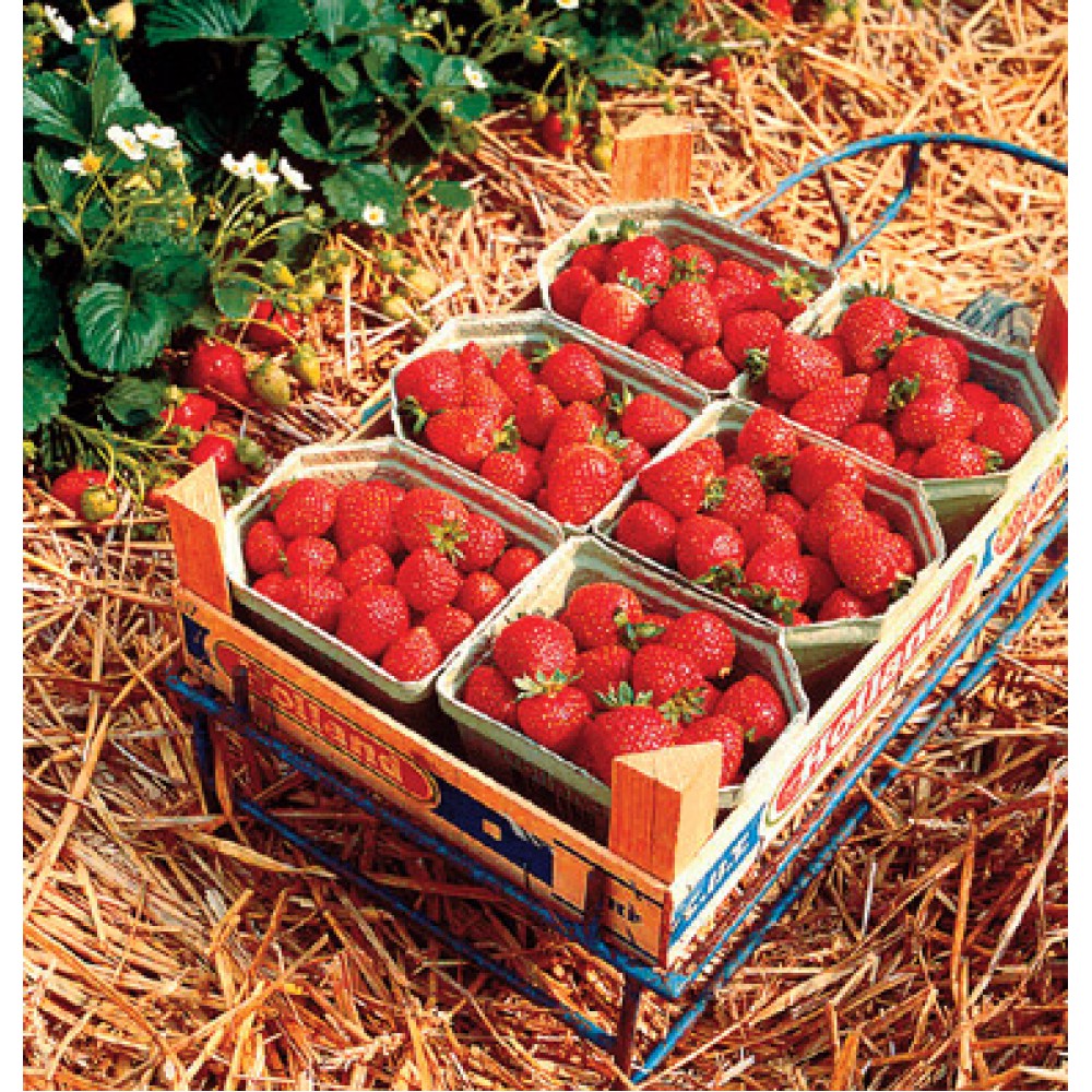 بذر توت فرنگی ساریان (F1) بذر توت فرنگی ساریان (F1)