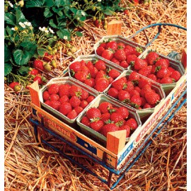 بذر توت فرنگی ساریان (F1)