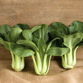 بذر پاک چوی تیره تابستان