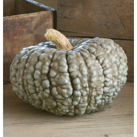 بذر کدو تنبل مارینا دی کیوجا