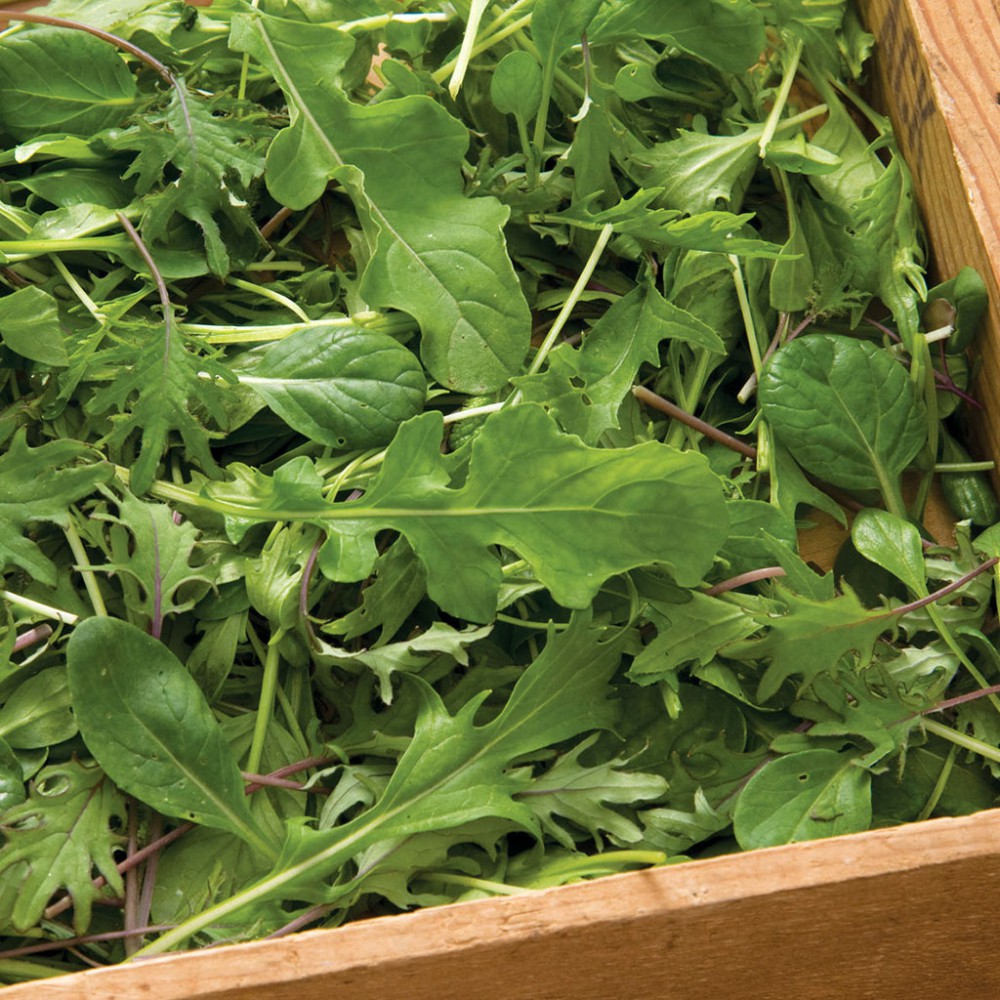 بذر سبزی های میکس بذر سبزی های میکس