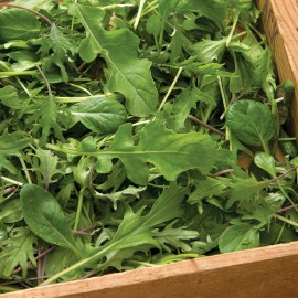 بذر سبزی های میکس