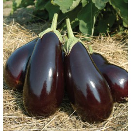 بذر بادمجان گالین F1