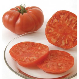 بذر گوجه فرنگی برندیواین ارگانیک