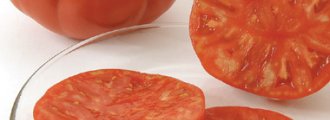 بذر گوجه فرنگی برندیواین ارگانیک