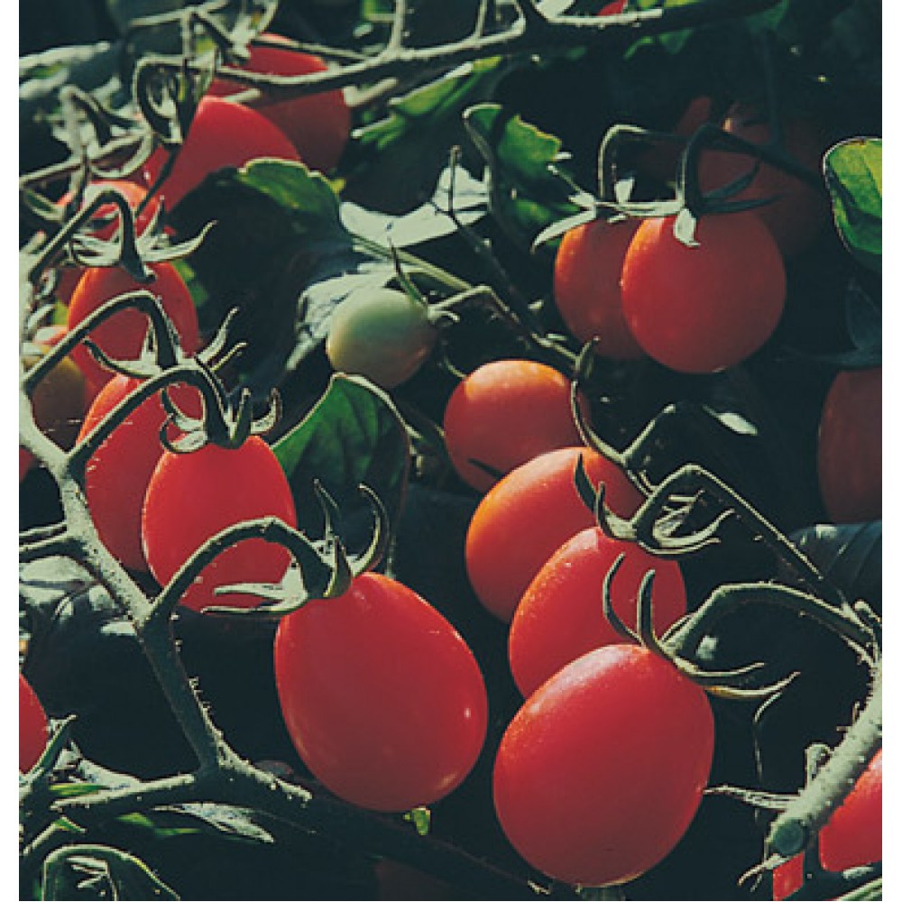 بذر گوجه فرنگی زیتون شیرین بذر گوجه فرنگی زیتون شیرین