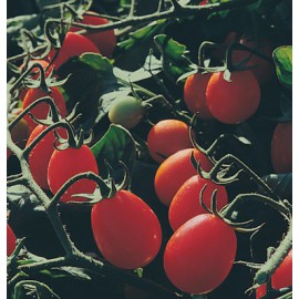 بذر گوجه فرنگی زیتون شیرین بذر گوجه فرنگی زیتون شیرین