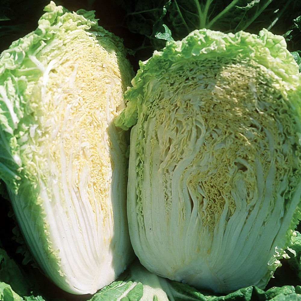 بذر کاهو چینی مینیوت F1