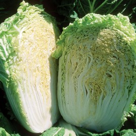 بذر کاهو چینی مینیوت F1