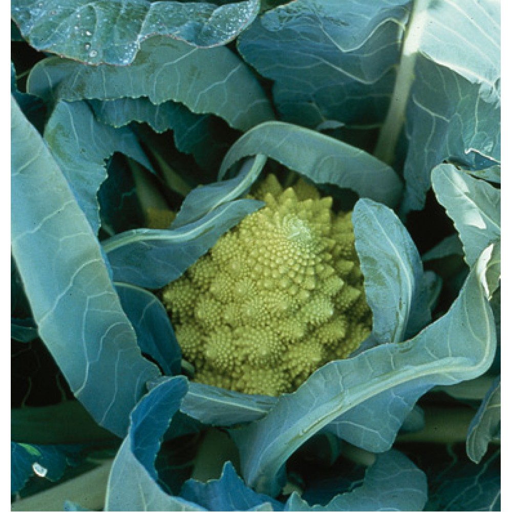 بذر گل کلم ورونیکا F1