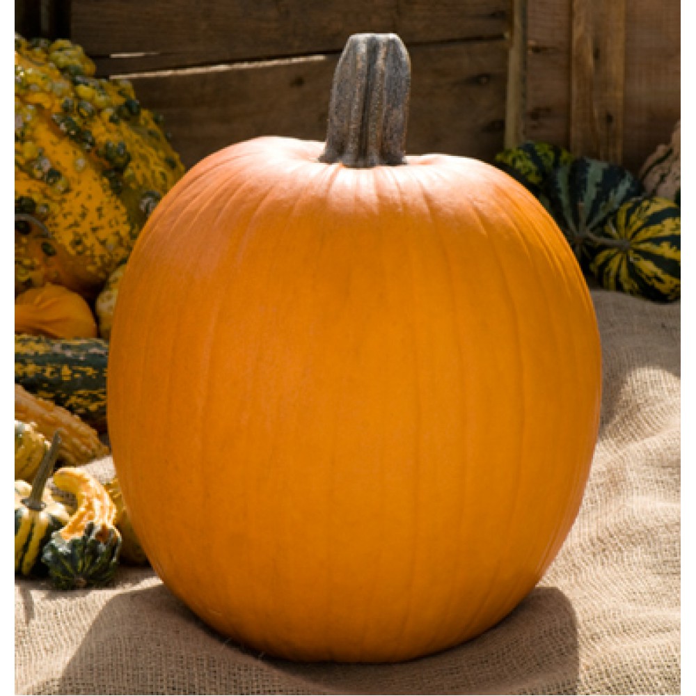 بذر کدو تنبل دوریس بزرگ (F1) بذر کدو تنبل دوریس بزرگ (F1)