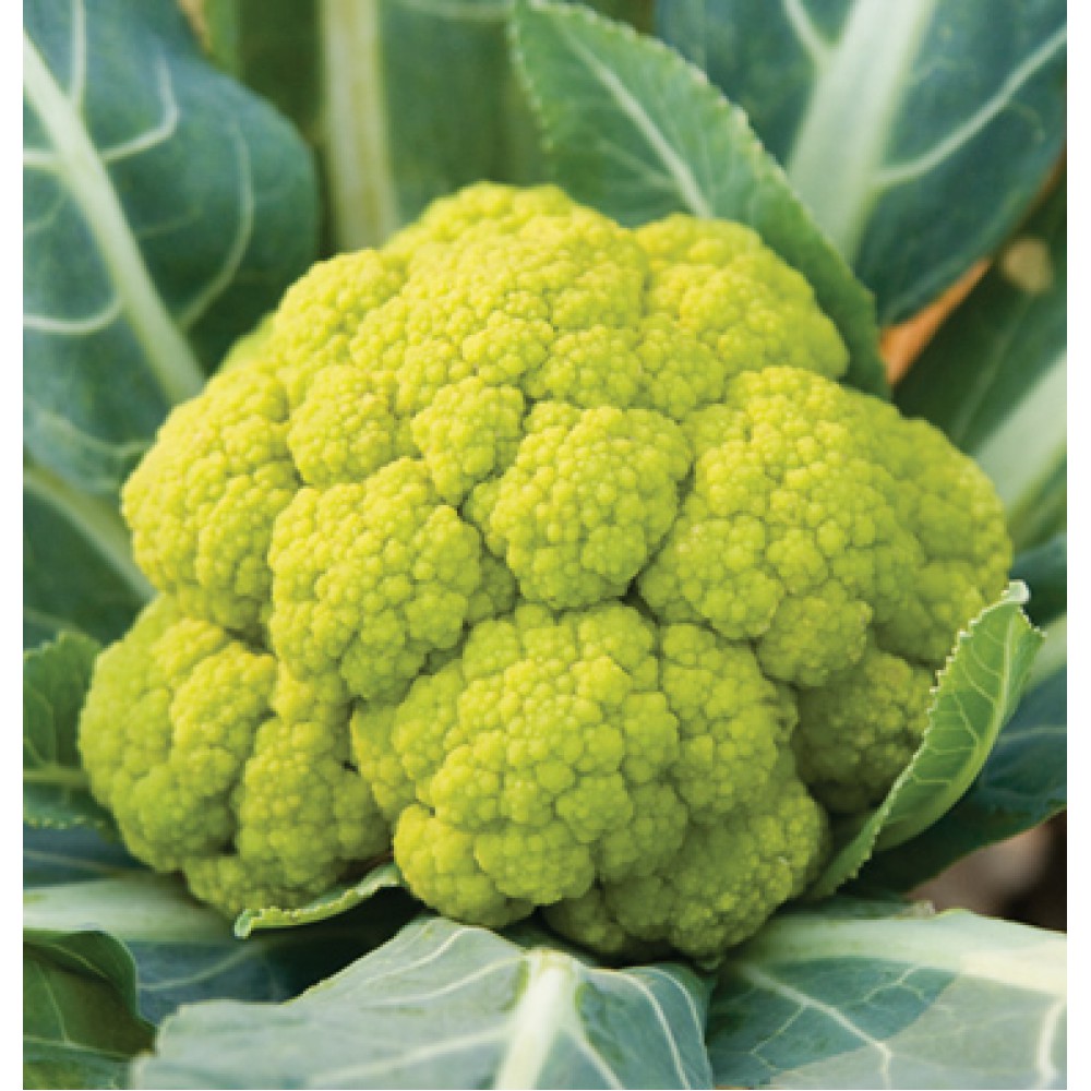 بذر گل کلم ویتاوردی F1 بذر گل کلم ویتاوردی F1