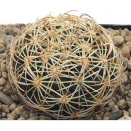 بذر کاکتوس کوریفانتا سودونیکلسا