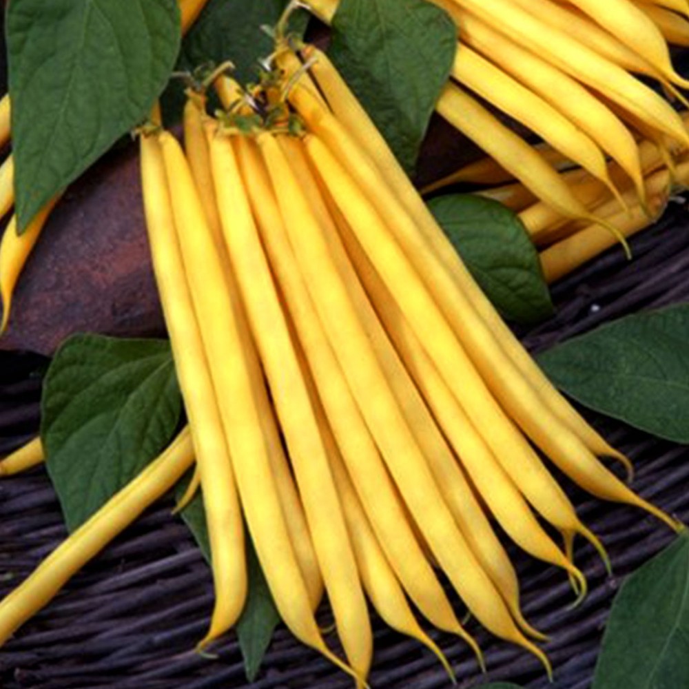 بذر لوبیا طلایی