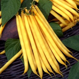 بذر لوبیا طلایی