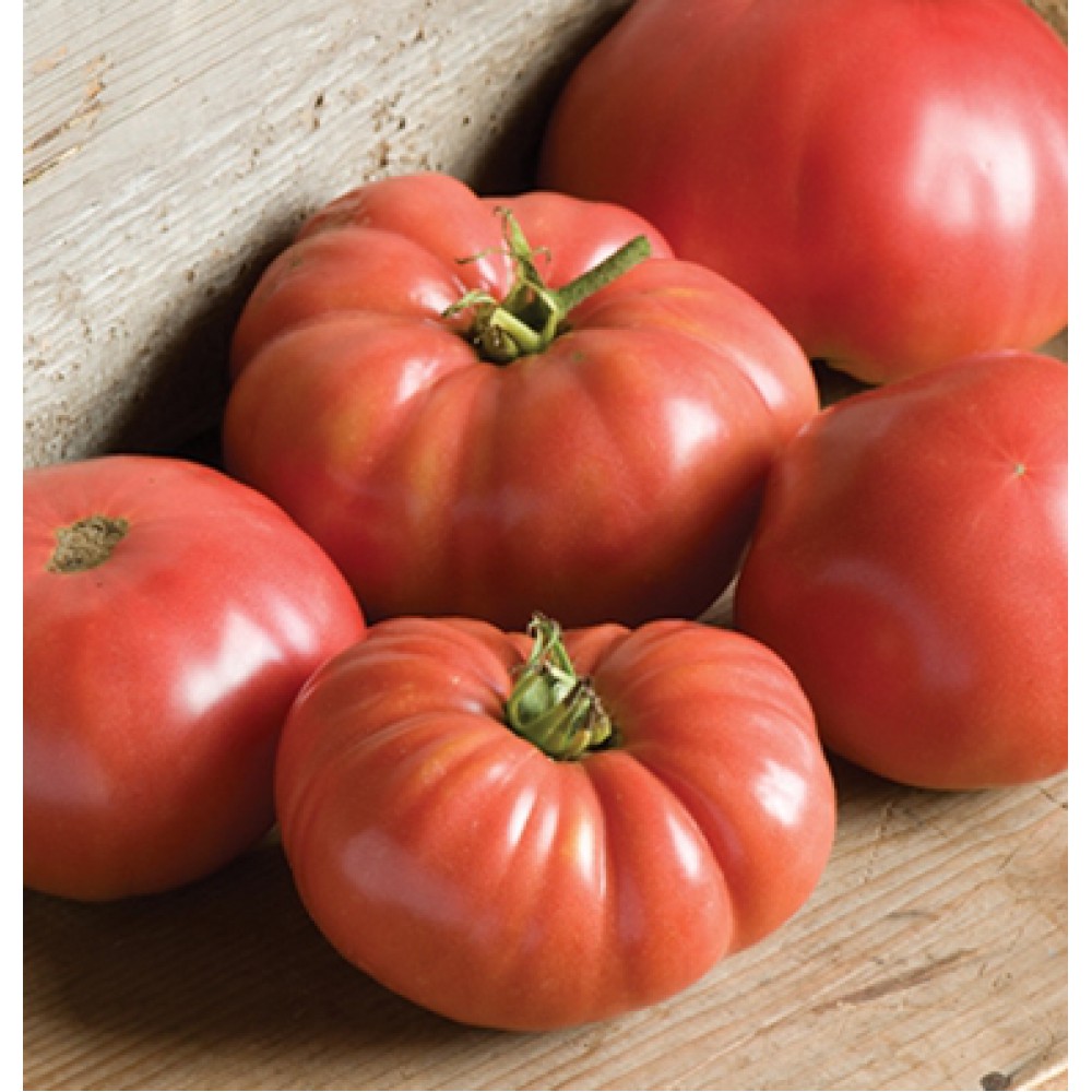 بذر گوجه فرنگی جانسون آلمانی ارگانیک بذر گوجه فرنگی جانسون آلمانی ارگانیک