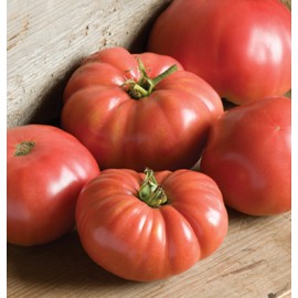 بذر گوجه فرنگی جانسون آلمانی ارگانیک بذر گوجه فرنگی جانسون آلمانی ارگانیک