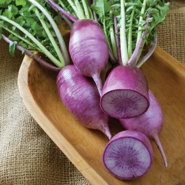 بذر تربچه KN- براوو F1