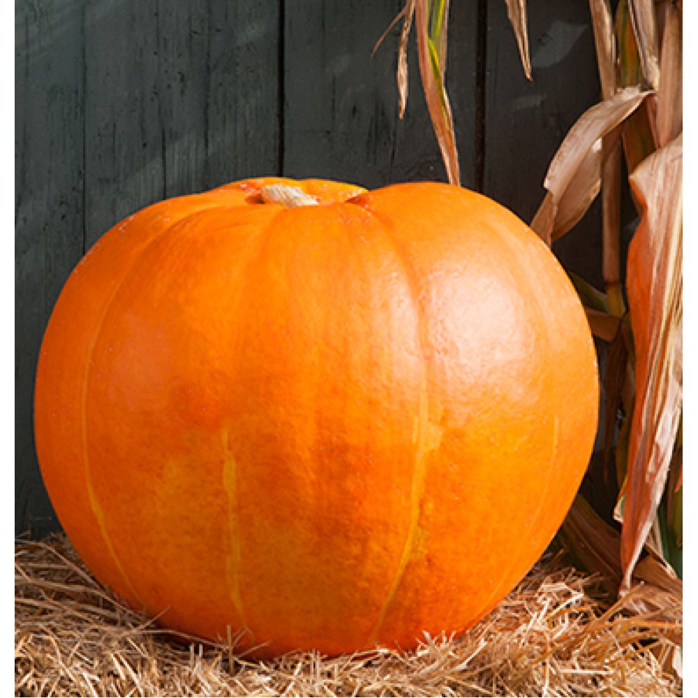 بذر کدوتنبل گوزن بزرگ بذر کدوتنبل گوزن بزرگ