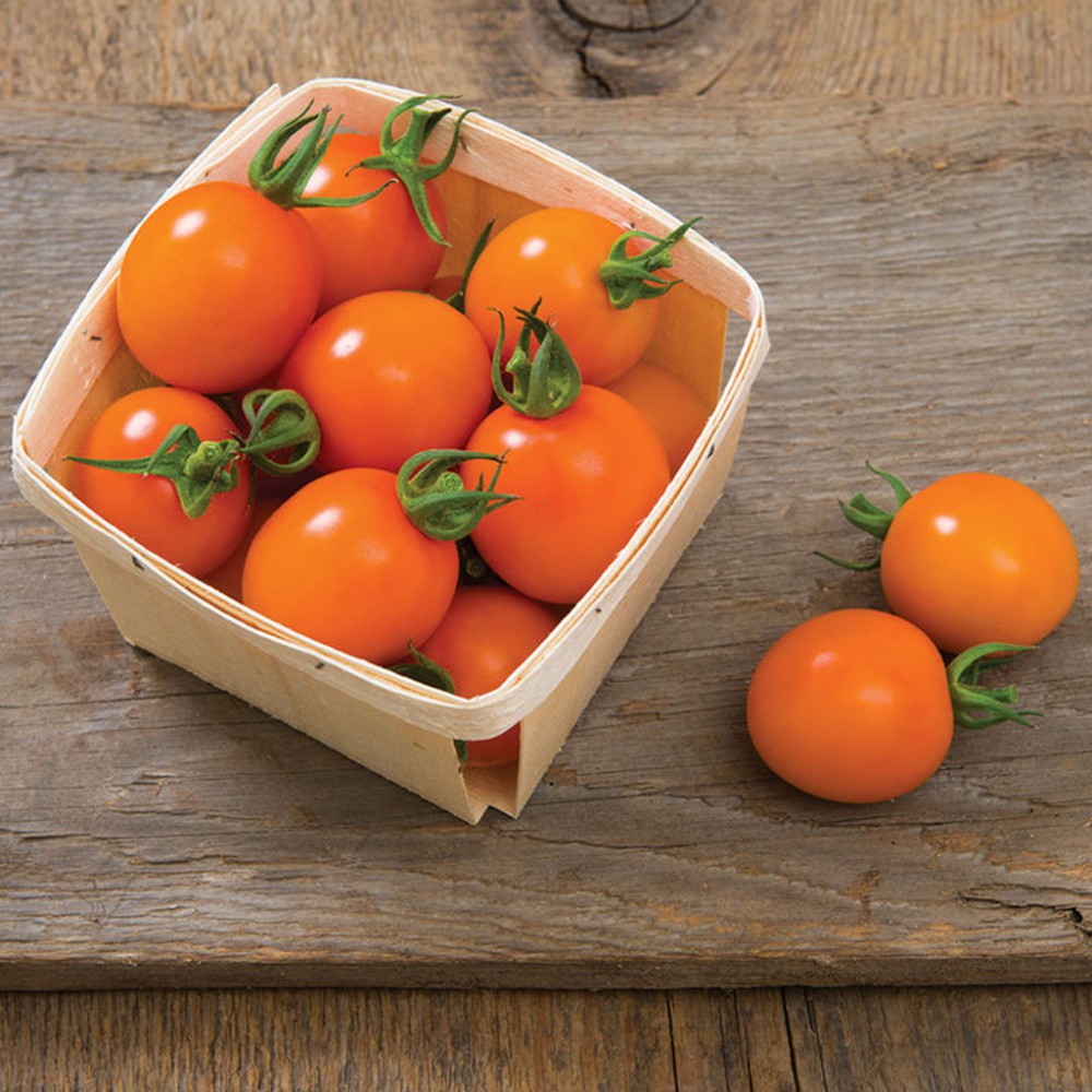 بذر گوجه فرنگی کلمانتین ارگانیک (F1) بذر گوجه فرنگی کلمانتین ارگانیک (F1)