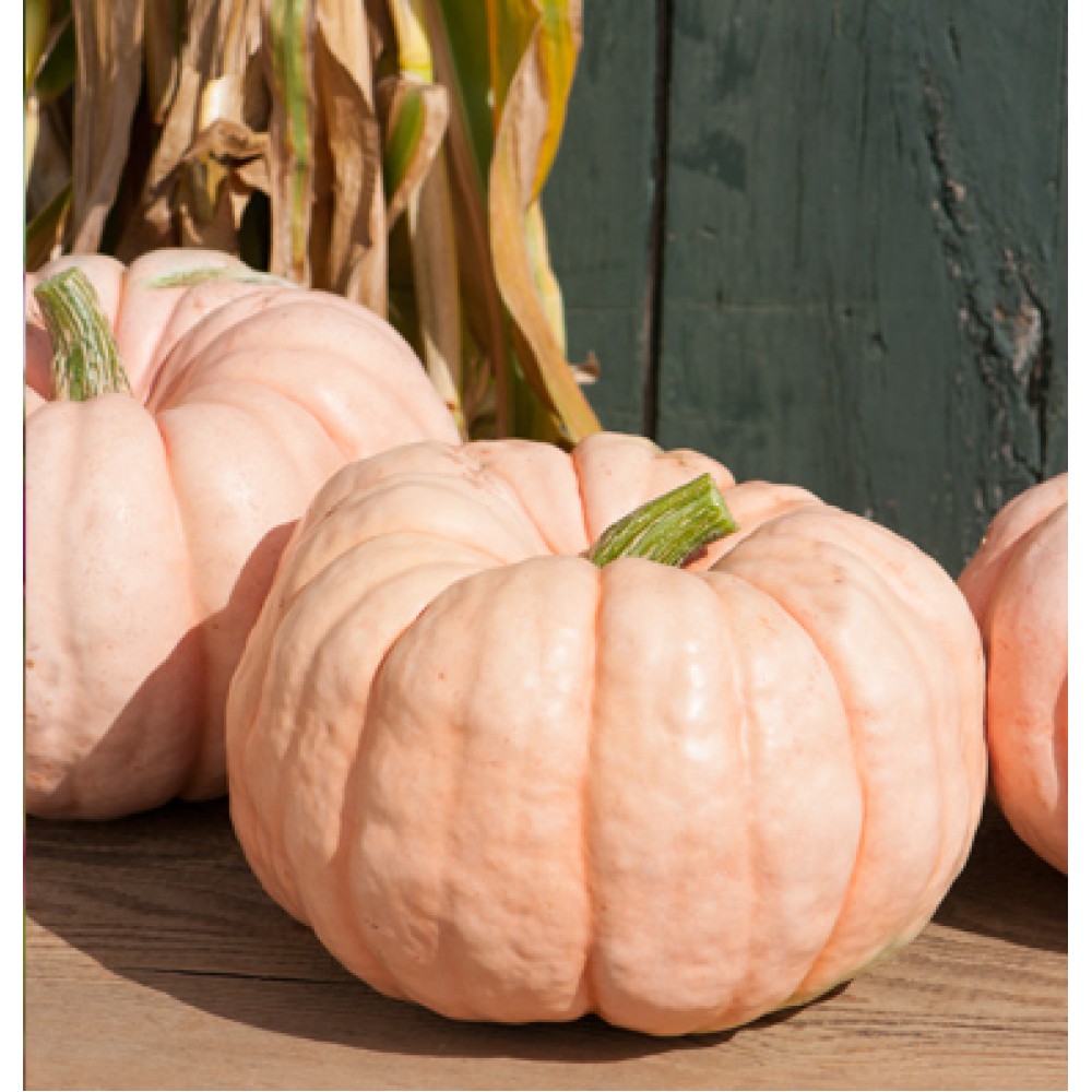 بذر کدو تنبل عروسک سفالی F1 بذر کدو تنبل عروسک سفالی F1