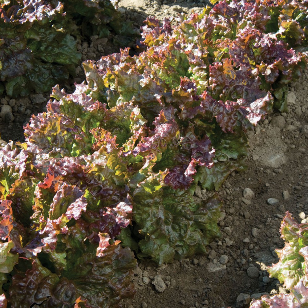 بذر کاهو بادبان قرمز