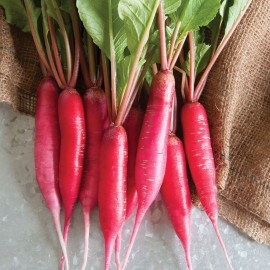 بذر تربچه شانکیو نیمه بلند