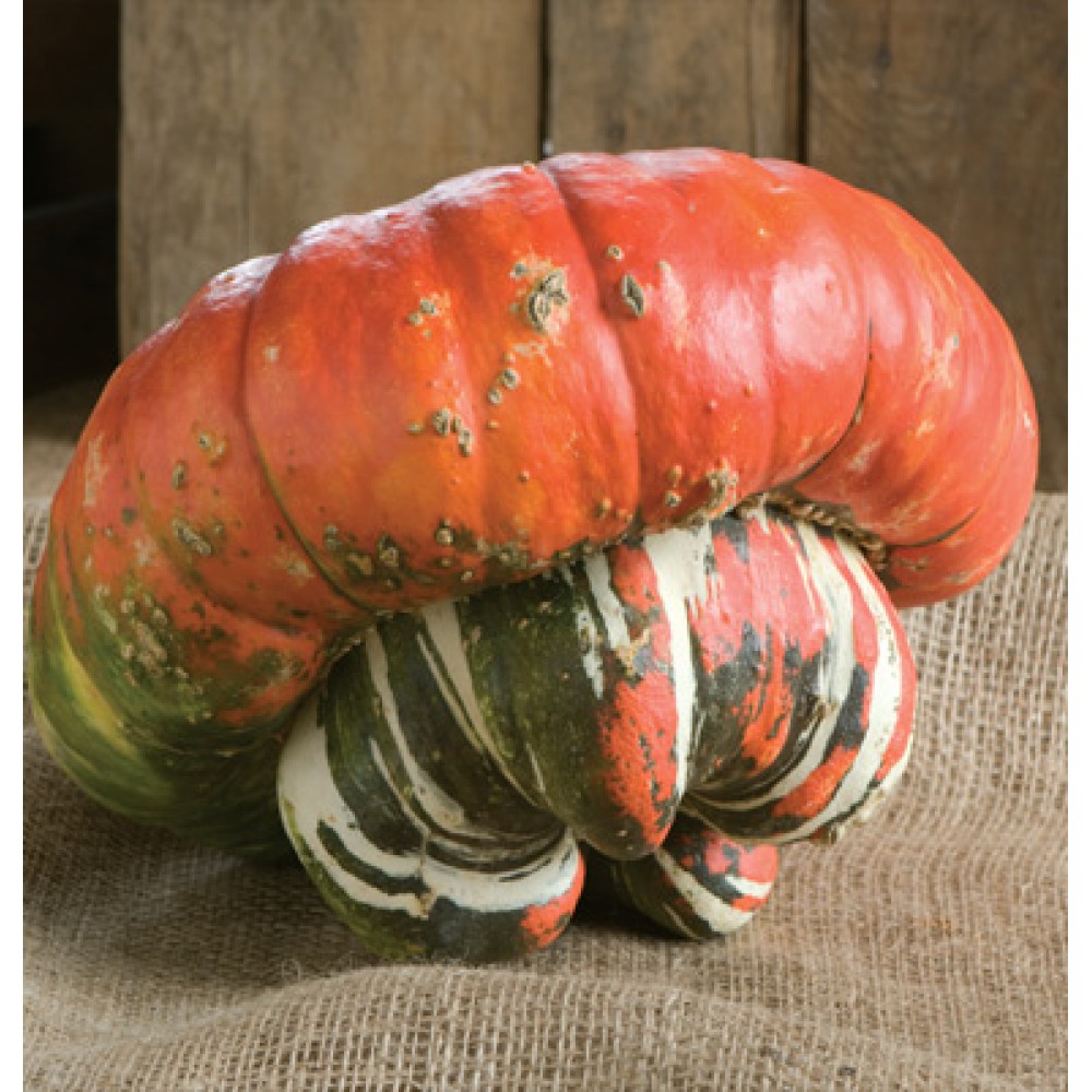 بذر کدوتنبل عمامه ترکی