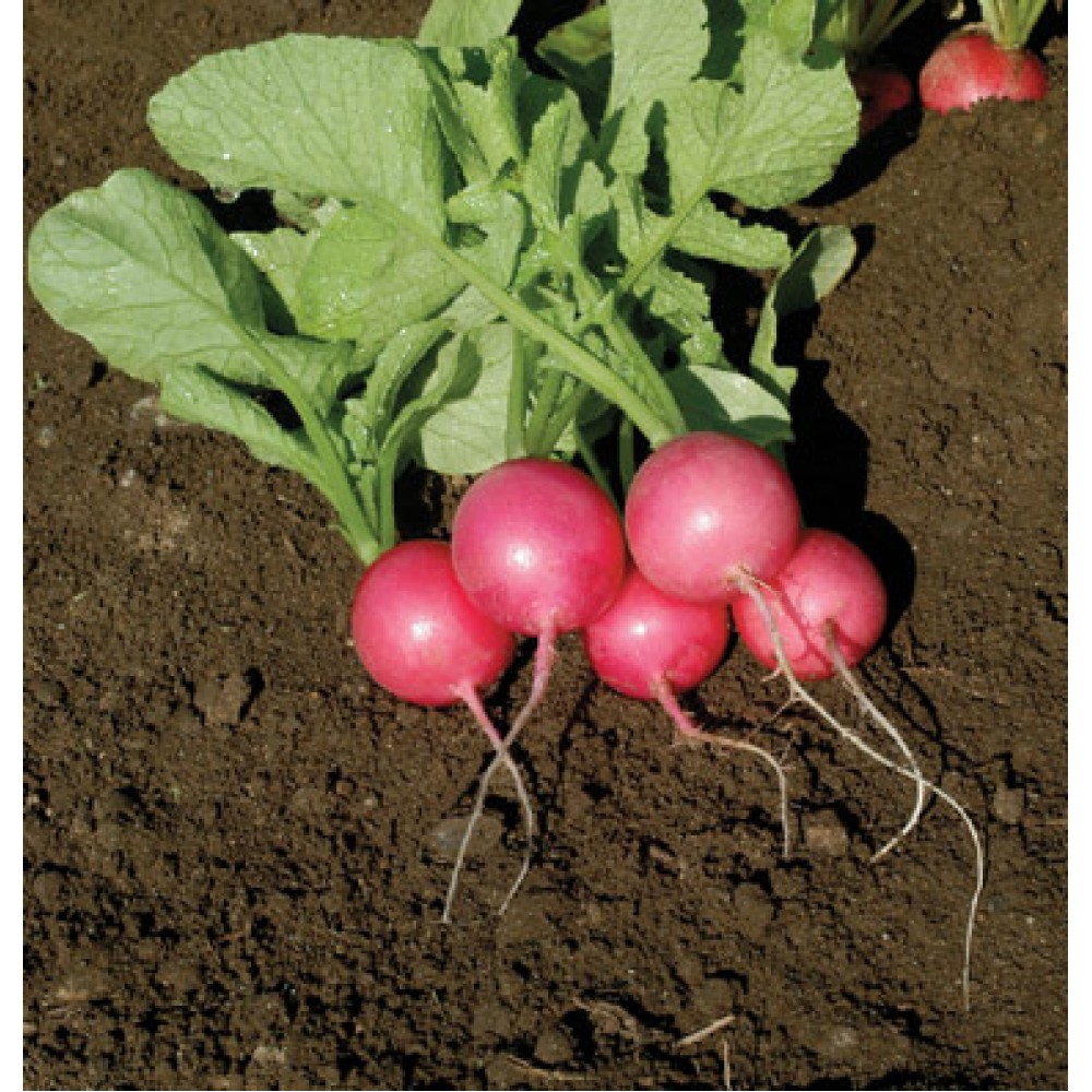 بذر تربچه صورتی زیبا ارگانیک بذر تربچه صورتی زیبا ارگانیک