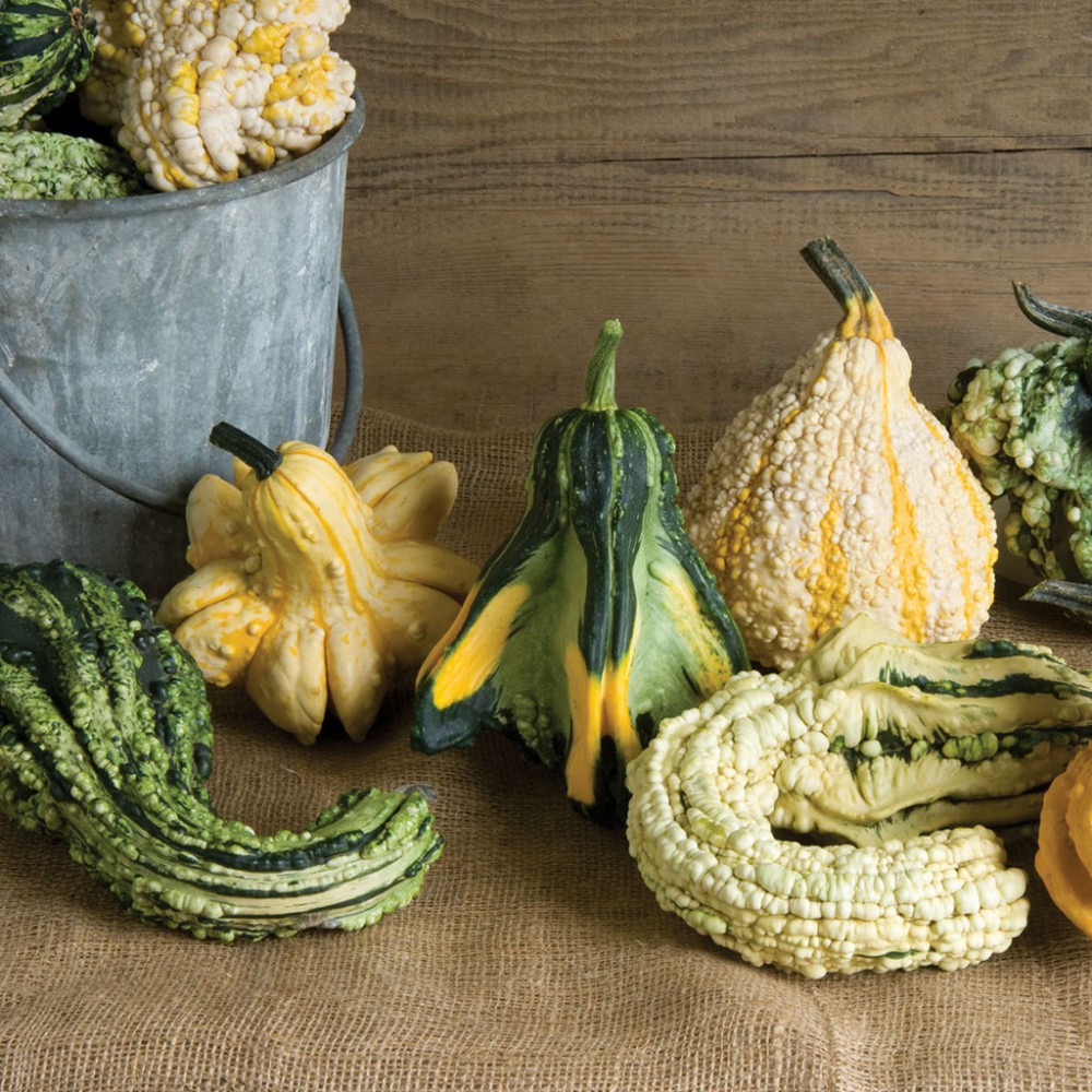 بذر کدو زینتی گرملینز بذر کدو زینتی گرملینز