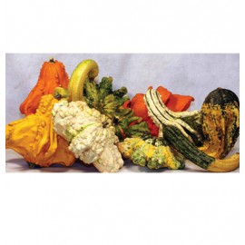 بذر کدو زینتی گرملینز بذر کدو زینتی گرملینز