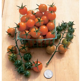 بذر گوجه فرنگی خورشید طلایی F1 بذر گوجه فرنگی خورشید طلایی F1