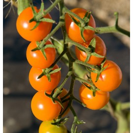 بذر گوجه فرنگی خورشید طلایی F1 بذر گوجه فرنگی خورشید طلایی F1