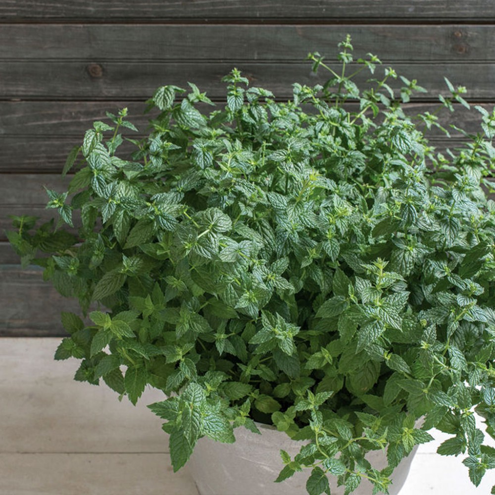 بذر نعنا آمریکایی بذر نعنا آمریکایی