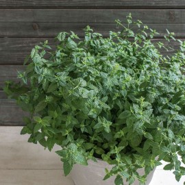 بذر نعنا آمریکایی